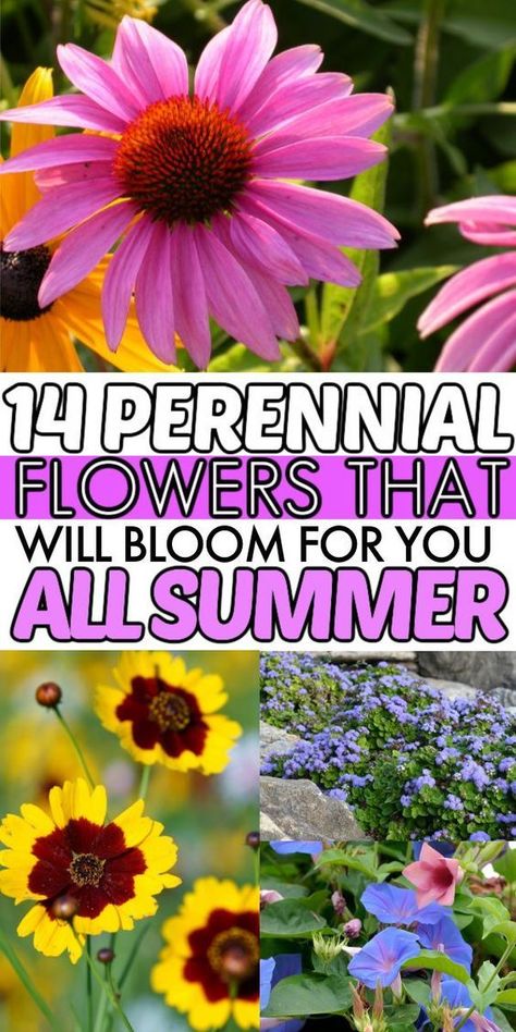 Best Perennials For Containers, Flower Garden Border Ideas, Perennial Flowers That Bloom All Summer, Flowers That Bloom All Summer, Flowers That Come Back Every Year, Perennial Garden Ideas, Blooming Perennials, Perennial Garden Plans, Long Blooming Perennials