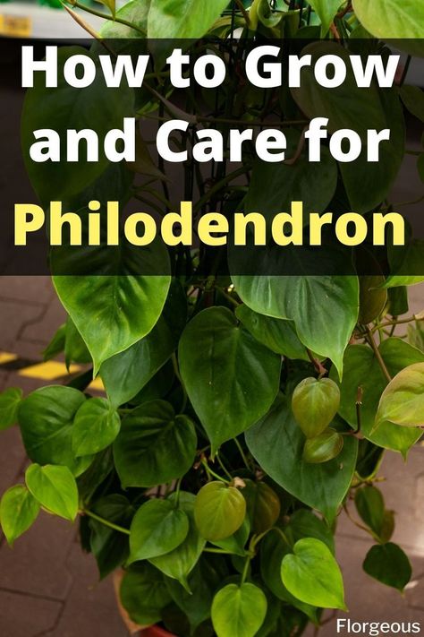 Philodendron Plant Philodendron Climbing Wall, House Plants Philodendron, Phildondren Plant, Philodendron Plant Care Tips, Philodendrons Plants, Philodendron Plant Care, Plant Knowledge, Philodendron Care, Boho Apartment