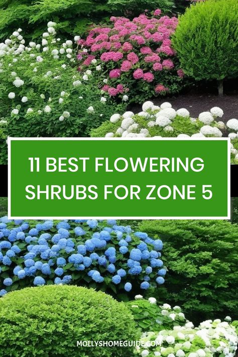 Looking to add some color and beauty to your yard in hardiness zone 5? Explore our curated collection of the best flowering shrubs for zone 5, including must-have options for small yards. From evergreen shrubs to shade plants, we have you covered with a variety of options that can thrive in Kansas or any other region within hardiness zone 5. Zone 9b Landscaping, Weigela Bush, Spirea Shrub, Low Maintenance Shrubs, Flowering Quince, Small Yards, Mock Orange, Zone 5, Butterfly Bush