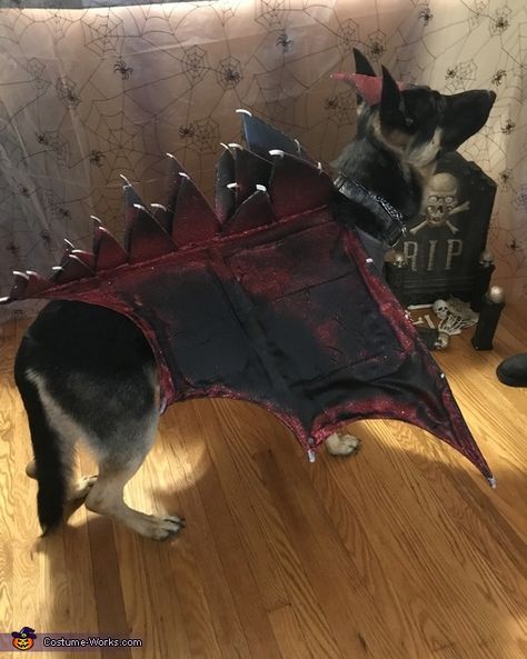 Dog Dragon Costume Diy, Black Dog Costume Ideas, Dog Dragon Costume, Dog Costume Diy, Dog And Owner Costumes, Dog Dragon, Dragon Dog, Dragon Halloween Costume, Dragon Halloween