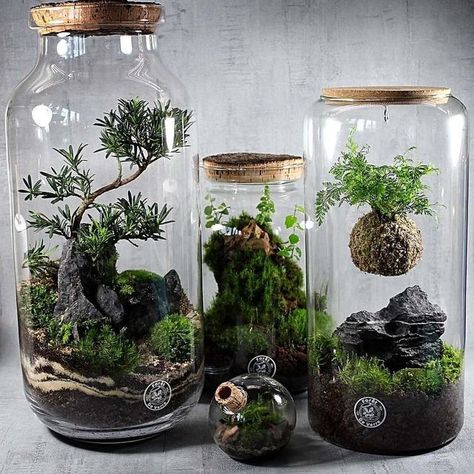 Small Terrarium Ideas, Closed Terrarium Plants, Terrarium Design, Fern Garden, Plant In Glass, Seed Starter Kit, Small Terrarium, Terrarium Ideas, Beautiful Terrariums