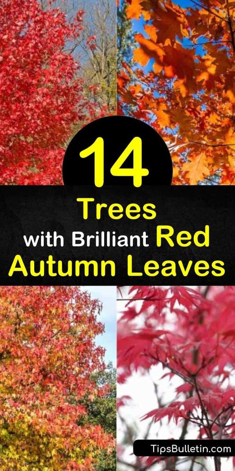 Find out the best trees that display red fall foliage. Maple trees, such as Acer palmatum and Acer rubrum, dominate when it comes to red leaves. If you're looking for a small tree, try the Cornus florida dogwood with its white flowers and scarlet or purple leaves. #trees #redleaves #fall #autumn Trees With Red Leaves, Red Autumn Leaves, Cornus Florida, Homestead Lifestyle, Fall Color Trees, Hickory Tree, Acer Rubrum, Red Maple Tree, Growing Trees