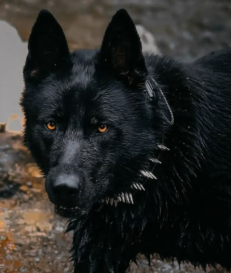 Black Wolf Dog, Rottweiler Pictures, Black Shepherd, Rare Dogs, Belgian Malinois Dog, Malinois Dog, Scary Dogs, Dangerous Dogs