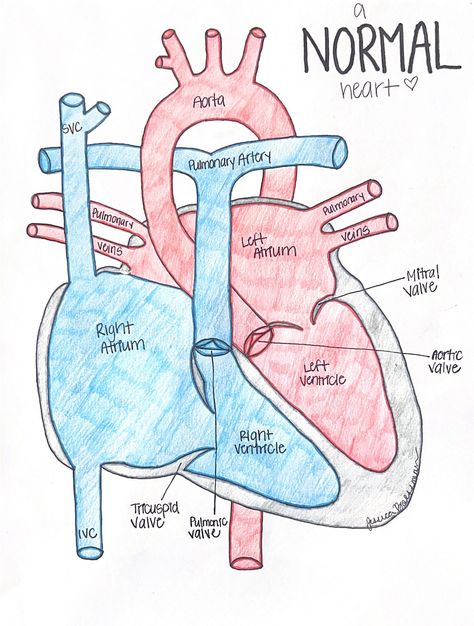 Handwritten study sheets and drawings focusing on the heart and common congenital heart defects. All products are my own personalized work.  This listing is for a DIGITAL DOWNLOAD. You will receive a PDF copy for yourself! Study Sheets, Diagnostic Medical Sonography, Nursing School Essential, Nursing Study Guide, Medical School Life, Nursing School Motivation, Basic Anatomy And Physiology, Nurse Study Notes, Normal Heart