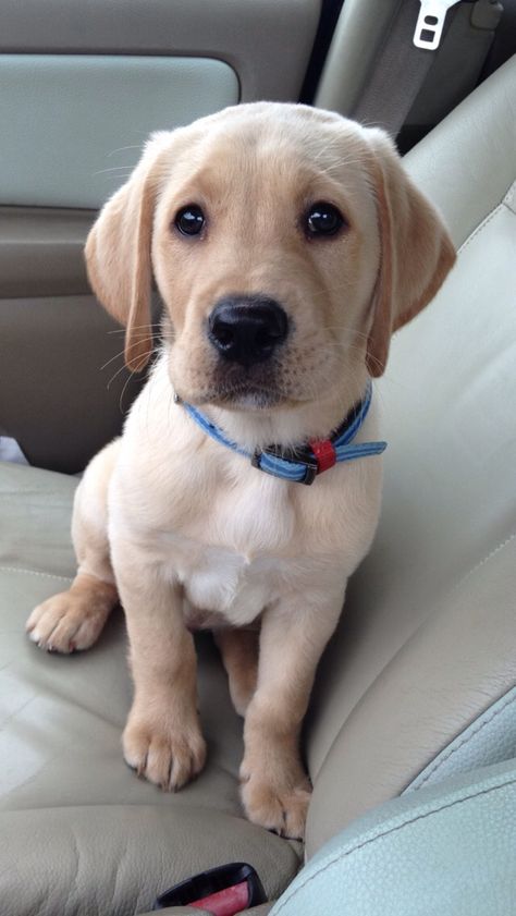 Yellow Lab Puppies, Golden Retriever Mix, Yellow Labrador Retriever, Black Labrador Retriever, Lab Puppy, Labrador Retriever Puppies, Lab Puppies, Yellow Lab, Labrador Puppy