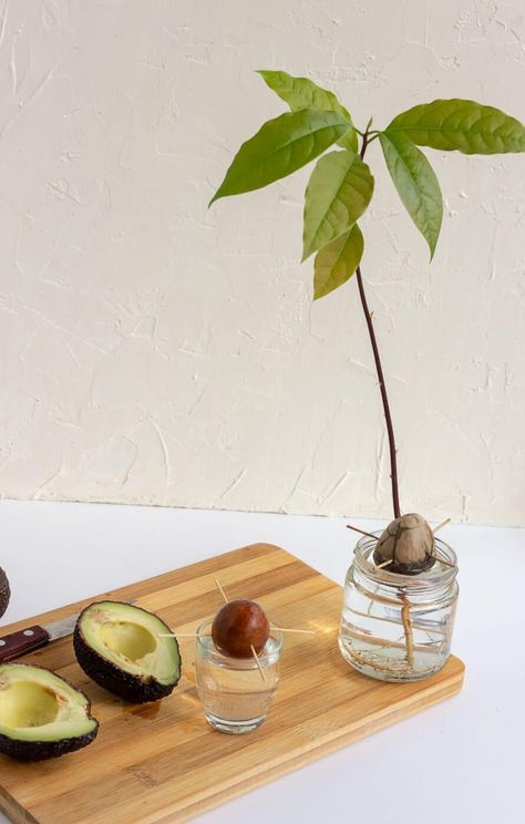 how to grow an avocado tree from seed Avocado Tree From Seed, Grow Avocado, Avocado Seed, Avocado Tree, Indoor Trees, Fresh Avocado, Root Growth, Ripe Avocado, Growing Tree