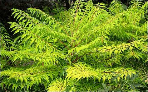 Sumac 'tiger-eyes' is a beautiful native plant for gardeners with small gardens. It's chartreuse foliage and sculptural seed heads in the fall add lots of interest to your back yard. Use Sumac as a ground cover on a sloped yard. It is a great solution for steep slope landscaping and hillside gardens. Tiger Eye Sumac, Sumac Tree, Rhus Typhina, Staghorn Sumac, Winter Greenhouse, Hillside Garden, Native Plant Gardening, Tiger Eyes, Sloped Garden