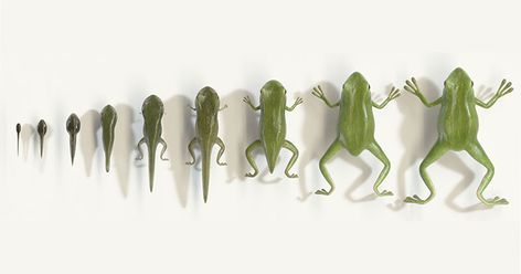 This Seamless Animation of a Tadpole to Frog Metamorphosis is Fantastic     «TwistedSifter Tadpole To Frog, Maine Tattoo, Science Life Cycles, Animal Life Cycles, Life Cycles Activities, Motion Designer, Art Apps, 3d Motion, Bullet Journal Notebook