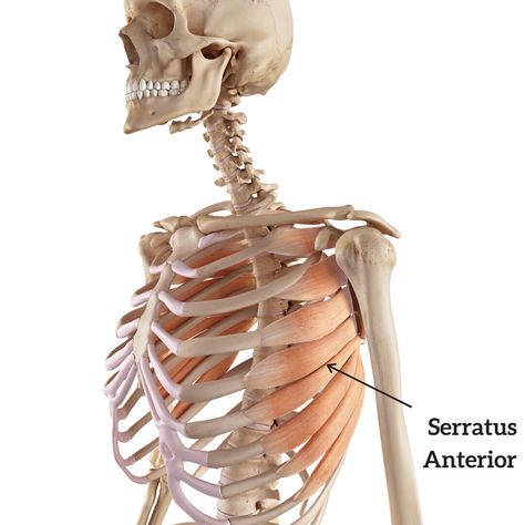 Muscle Breakdown: Serratus Anterior Serratus Anterior Drawing, Serratus Anterior, Wellness Videos, The Boxer, Personal Trainers, Anatomy Reference, The Human Body, Personal Training, No Equipment Workout