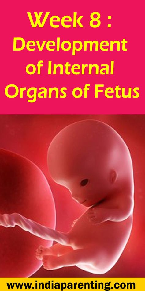 Week 8: Development of Internal Organs of Fetus First Month Of Pregnancy, Happy Pregnancy, Internal Organs, Fetal Development, Excited To See You, Second Trimester, First Trimester, Hormonal Changes, Week 5