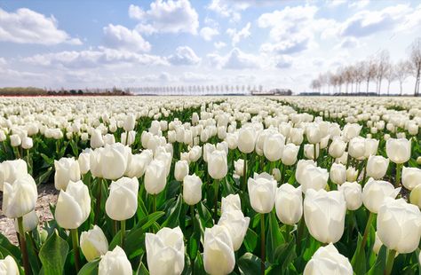 field with white tulips in Holland by catolla. field with white tulips in Holland and blue sky #Affiliate #tulips, #white, #field, #Holland Tulip Field Desktop Wallpaper, White Tulips Aesthetic Wallpaper Laptop, White Tulips Cover Photo, White Tulips Header, Tulips Cover Photo, Tulips Wallpaper Desktop, Tulip Landscape, Tulips Landscape, Tulip White