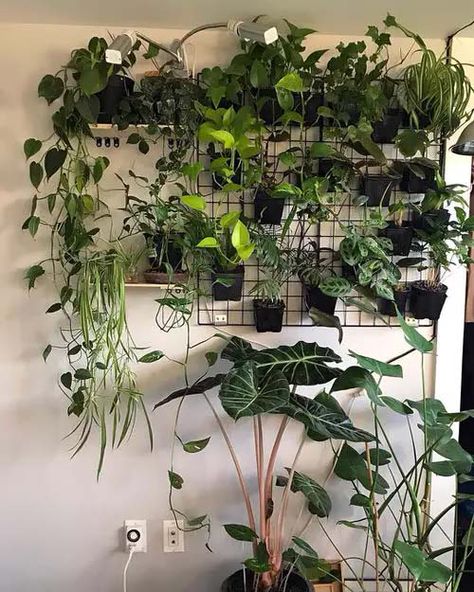 Indoor Plant Wall, Framed Plants, Plant Wall Decor, Greenery Decor, Hanging Plant Wall, Plant Ideas, Plant Decor Indoor, Wall Decor Ideas, Plant Aesthetic