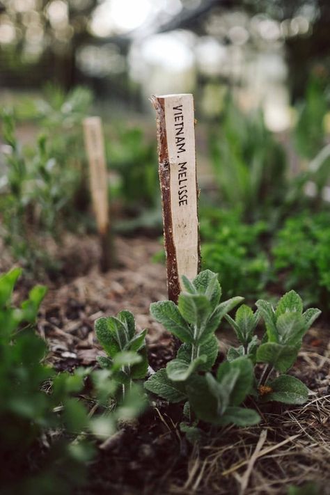 April Showers Bring May Flowers, Kinds Of Vegetables, Sunflower Garden, Heirloom Vegetables, Crop Rotation, Garden Design Ideas, Garden Photography, April Showers, May Flowers