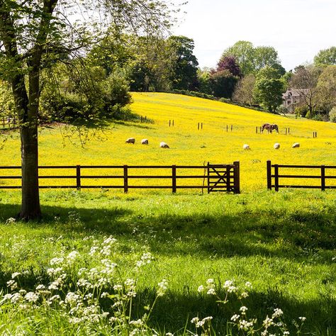 Country Walk, Into The Unknown, Backyard Farming, Dream Wall, Rural Area, Perfect Life, Pretty House, The Unknown, Dream Garden