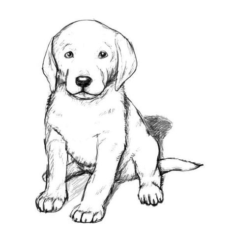 Golden Retriever Coloring Pages - Best Coloring Pages For Kids Golden Retriever Colors, Dog Drawing Tutorial, Pencil Sketches Easy, Cute Dog Drawing, Puppy Sketch, Puppy Coloring Pages, Animal Art Projects, Kitten Drawing, Puppy Drawing