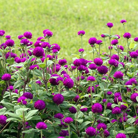 Amazon.com : Outsidepride Purple Gomphrena Globosa Plant Flower Seed - 1000 Seeds : Flowering Plants : Garden & Outdoor Flowers To Plant In August, Globe Amaranth Flower, Purple Gomphrena, Fall Planting Perennials, Gomphrena Globosa, Fall Blooming Flowers, Amaranth Flower, Seed Starting Soil, June Flowers