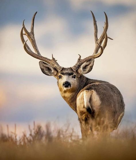 Mule Deer Photography, Artist Scrapbook, Hunting Wallpaper, Elk Pictures, Whitetail Deer Pictures, Mule Deer Buck, Moose Pictures, Deer Photography, Big Deer