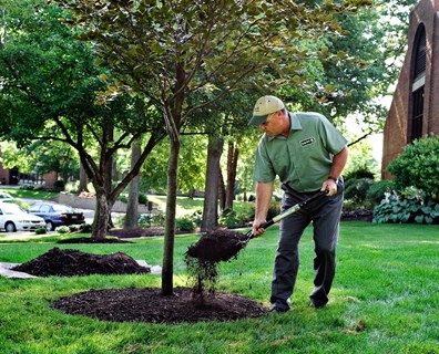 Acreage Landscaping, Mulch Around Trees, Spring Landscaping, Tree Mulch, Landscaping Around Trees, Mulch Landscaping, Fall Landscape, Garden Shrubs, Grammar School