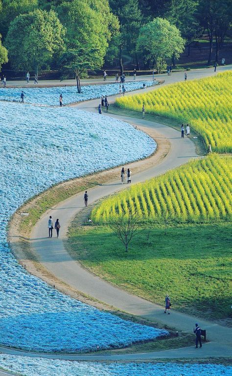 Hitachi Seaside Park, Seaside Park, Scenery Photos, Divine Nature, Park Photography, Flower Therapy, Rural Landscape, Pretty Places, Beautiful World