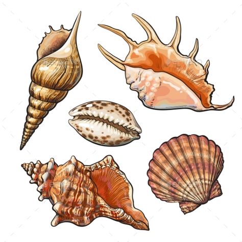 Set of Various Mollusk Sea Shells Realistic Hand Drawing, Seashell Drawing, Seni Resin, Shell Drawing, Seashell Tattoos, Shell Tattoos, Seashell Painting, Sketch Style, Shell Art