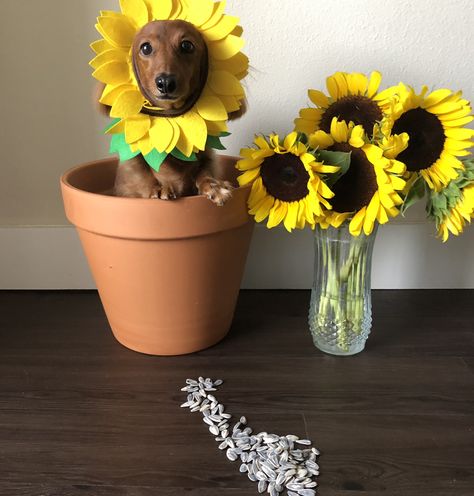 Dog Flower Costume, Diy Pet Photoshoot, Sunflower Costume, Costume For Dogs, Dog Fancy Dress, Weekly Themes, Dog Halloween Costume, Animal Photoshoot, Flower Costume