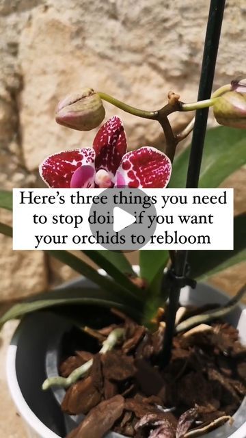 ENCHANTING ORCHIDS | ORCHID CARE TIPS on Instagram: "🌱 Ready to unlock the secrets to get your orchids to rebloom?  🌸 The orchid shown above took its time but finally rewarded my patience with its first successful rebloom! Your orchids can follow suit with proper care and attention!  Before we dive into the details, make sure to like and save this post 📌 for future reference and hit that follow button for more orchid care insights!  🌿 Orchid Care Essentials: 3 Things to Stop Doing for Reblooms:  🚫 Overwatering: Say goodbye to drowning your orchids! Overwatering can lead to root rot and hinder reblooming. Learn the proper watering techniques in my dedicated reel to keep your orchids thriving and blooming.  🚫 Improper Pruning: Don’t neglect your orchid’s pruning needs! Improper pruning How To Water Orchids Correctly, Orchid Pruning, Orchid Care Rebloom, Orchid Rebloom, Orchid Diseases, Things To Stop Doing, Orchid Plant Care, Orchid Show, Root Rot