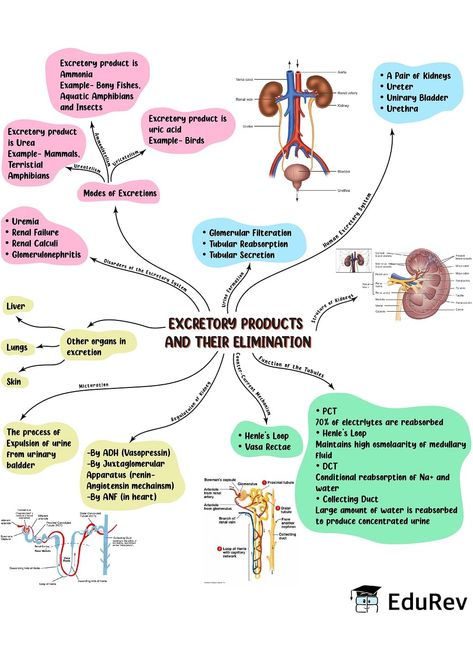 Neet Study Motivation, Excretory Products And Their Elimination, Ncert Biology, Neet Study, Biology Class 11, Neet Notes, Learn Biology, Excretory System, Chemistry Basics