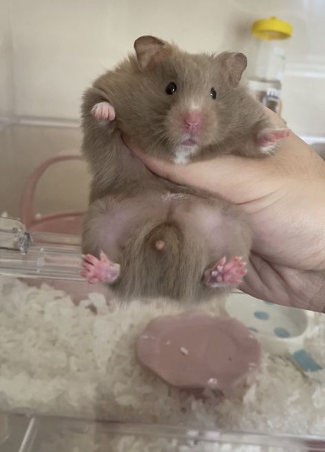 gene type：aapp Hamster Ideas, Syrian Hamster, Hamsters, Rodents, Cute Animals, Animals