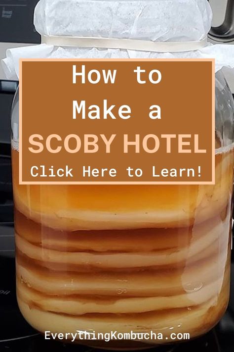 Kombucha Scoby Hotel, How To Make Kombucha With A Scoby, How To Make Kombucha Scoby, How To Make A Scoby For Kombucha, Flavored Kombucha Recipe, Scoby Recipes, Kombucha Diy, Scoby Kombucha, Kombucha Flavors Recipes