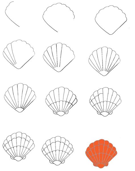 How To Draw A Seashell In 12 Simple Steps 1 Seashell Simple Drawing, Conch Shell Drawing Simple, Sea Shell Drawing Simple, How To Draw A Seashell, Shell Drawing Simple, Draw A Seashell, Seashells Drawing, Shell Images, Seashell Drawing