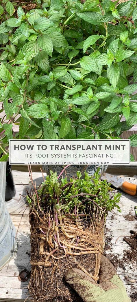 How To Grow Mint In A Pot, Growing Mint In Pots, Mint Plants Outdoor, Mint In Pots, Chocolate Mint Plant, Growing Mint Indoors, Goddess Garden, Moving Plants, Mint Garden