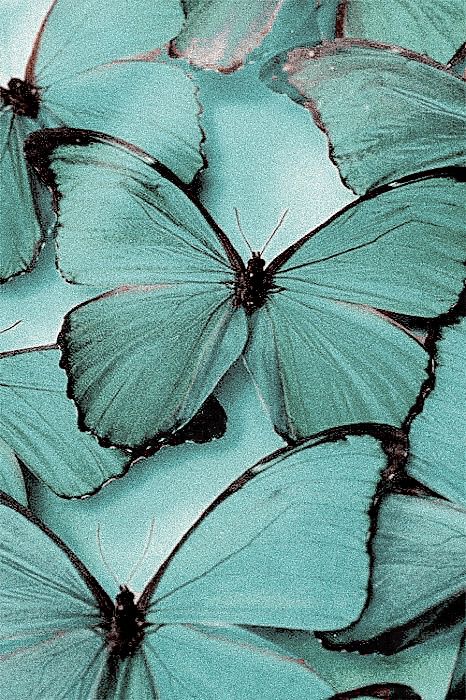 Turquoise Aesthetic, Mint Aesthetic, Teal Butterfly, Mint Green Aesthetic, Mint Wallpaper, Color Vibe, Wallpapers Iphone, Aqua Turquoise, Aesthetic Colors