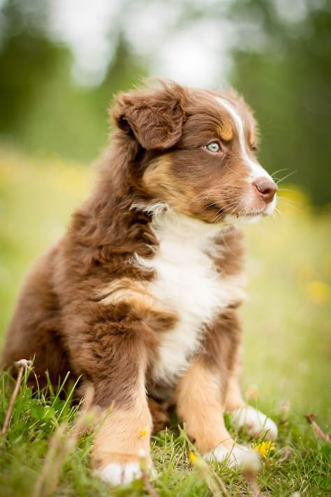 Red tricolor Australian shepherd puppy. #aussie Australian Shepherd Red Tri, Animals Jokes, Aussie Shepherd, Australian Shepherd Puppy, Aussie Puppies, Australian Shepherd Puppies, Aussie Dogs, Dog Dental, Australian Shepherd Dogs