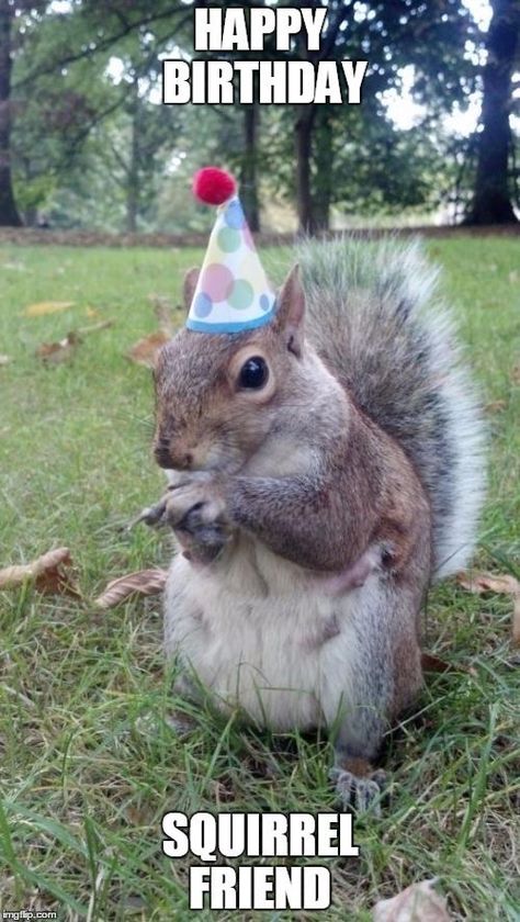 Happy Birthday Squirrel, Happy Birthday Andrew, Squirrel Memes, Funny Happy Birthday Quotes, Squirrel Birthday, Happy Squirrel, Tiny Hats, Squirrel Pictures, Squirrel Funny