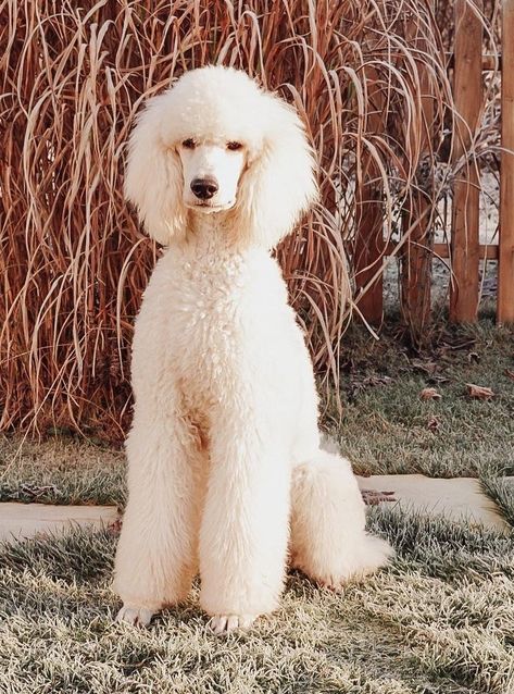 Standard Poodle Haircut Styles Puppy, Cream Poodle Standard, White Poodle Haircut Styles, Cream Standard Poodle, Standard Poodle Aesthetic, Short Poodle Haircut, Shaved Poodle, Standard Poodle Puppy Cut, Cute Poodles