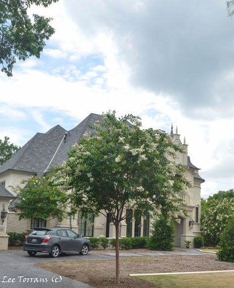 Natchez white crape myrtle on single trunk, known as a standard. Natchez Crepe Myrtle, Crepe Myrtle Landscaping, White Crape Myrtle, Crepe Myrtle Trees, Myrtle Tree, Deer Camp, Crepe Myrtle, Garden Inspo, Lee Ann