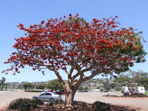 Coastal Coral Tree  Erythrina Caffra  Official Tree of LA, long flowers winter-spring, easy tree, Sunny well draining  Low water Evergreen Landscape, Coral Tree, Hummingbird Plants, Tropical Backyard, Mediterranean Landscaping, Long Flowers, Hummingbird Garden, Natural Swimming Pool, Coastal Gardens