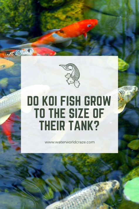 Is it true that koi fish grow to the size for thei tank or pond? In this article we show you the real 6 growth factors when it comes to koi fish!  Click/Tap to read now or pin for later :)  #pets #animals #fish #petfish #aquariums #fishtanks #koifish #koifishcare Koi Fish Tank Ideas, Koi Aquarium Indoor, Koi Fish Aquarium Indoor, Koi Fish Tank Indoor, Koi Fish Tank, Koi Fish Aquarium, Koi Fish Care, Big Fish Tanks, Koi Fish Colors