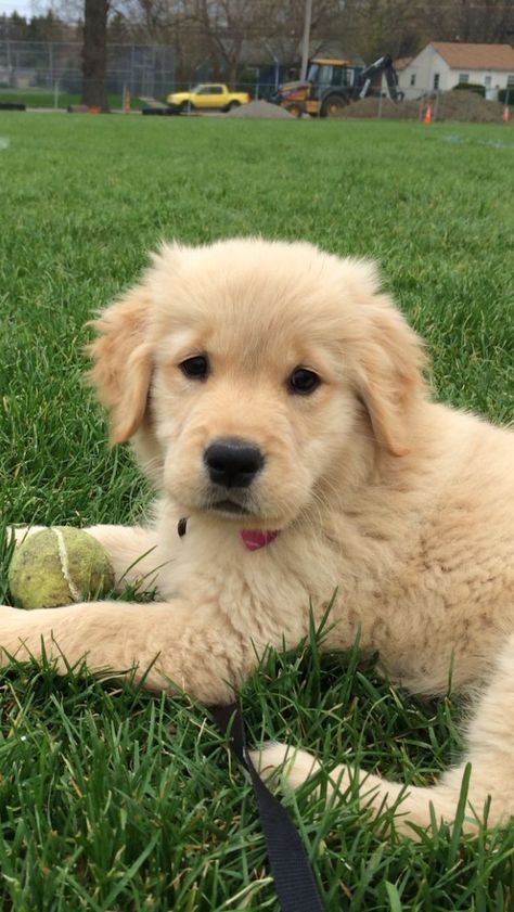 Fluffy Golden Retriever, Cute Dog Wallpaper, Super Cute Dogs, Very Cute Puppies, Really Cute Puppies, Golden Puppy, Super Cute Puppies, Really Cute Dogs, Cute Little Puppies