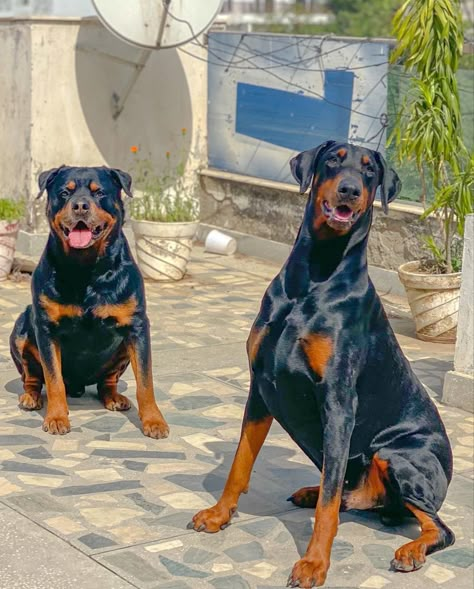 Rottweilers And Dobermans, Doberman Pinscher And Rottweiler, Rottweiler And Doberman Together, Doberman And Rottweiler, Rottweiler And Doberman, Doberman Shepherd, Doberman Rottweiler, Cute Doberman, Dogs Day