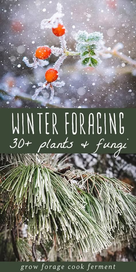 Medicinal Wild Plants, Wild Foraging, Wild Food Foraging, Foraging Recipes, Edible Wild Plants, Foraged Food, Healing Plants, Wild Edibles, Survival Food