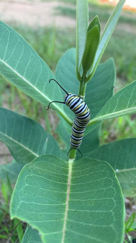 Barry's Bay People | Monarch butterflies only lay eggs on milkweed and monarch caterpillars only feed on milkweed leaves | Facebook Monarch Butterfly On Milkweed, Ink Making, Monarch Caterpillar, Monarch Butterflies, Ethnic Food, Art Science, Monarch Butterfly, Print Ideas, Science Art