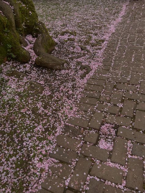 pink floral petals at the university of washington quad on the ground fantasy aesthetic University Of Washington Cherry Blossoms, Uw Cherry Blossoms, University Of Washington Aesthetic, Future Aesthetic, Cherry Blossom Petals, Future School, Dream School, Playlist Covers, University Of Washington