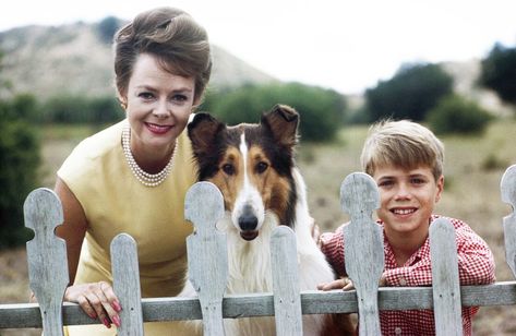 LASSIE, from left: June Lockhart, Lassie, Jon Provost, (1963), 1954-1974. June Lockhart, Frasier Crane, German Shepherd Rescue, National Dog Day, Nanny Dog, Greyhounds Racing, Famous Dogs, Tin Tin, Dog Day