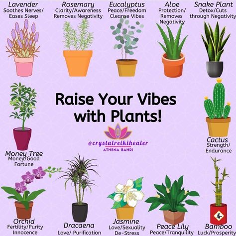 🦋🧿🕉🌙 on Instagram: “Plants that raise your vibration 🌱” Raise Your Vibrations, Raise Vibrations, Raising My Vibration, Raise My Vibration, Raise Energy Vibration, Easy House Plants, Plant Magic, Plant Care Houseplant, Growing Plants Indoors