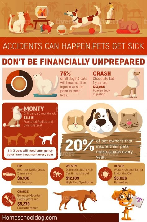 Infographic Layout, Infographic Inspiration, Infographic Design Layout, Graphic Design Infographic, Infographic Poster, Infographic Design Inspiration, Pet Insurance, Disaster Preparedness, Perfect Image