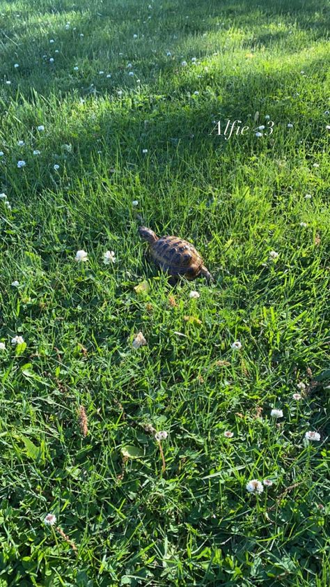 Tortoise Pet Aesthetic, Tortoise Aesthetic, Aesthetic Tortoise, Tortoise Photography, Spring Aesthetic Instagram, Tortoise Pictures, Summer Spring Aesthetic, Future Manifestation, Future Board