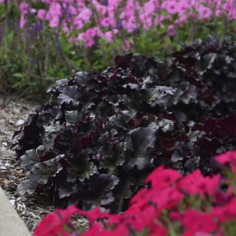 Heuchera 'Black Pearl' Coral Bells Variegated Liriope, Dark Foliage, Goth Garden, Gothic Garden, Coral Bells, Crape Myrtle, Black Garden, Summer Rain, Flower Spray