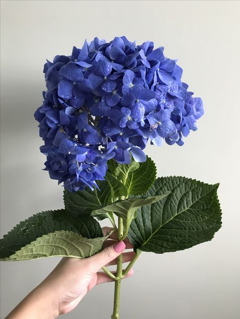 Dark Blue Hydrangea, Blue Hydrangea, Hydrangea, Art Inspo, Grapes, Dark Blue, Fruit, Plants, Flowers