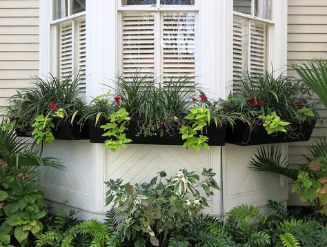 https://flic.kr/p/EikbaQ | Bay-window window boxes, Charleston, SC Bay Window Garden, Window Garden Ideas, Fall Window Boxes, Tropical Landscapes, Window Planter, Front Yard Patio, Window Garden, Plant Window, Window Box Flowers